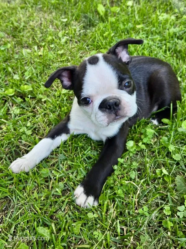 AKC. CH Sired Mary – Boston Terrier puppy for sale in Delavan, WI
