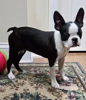 AKC. CH Sired Roxanne, a female Boston Terrier for sale in Delavan, WI – 3 of 10