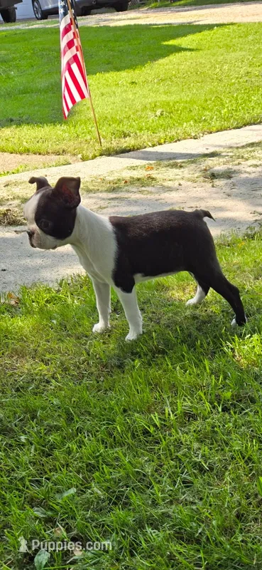 AKC. CH Sired Roxanne – Boston Terrier puppy for sale in Delavan, WI