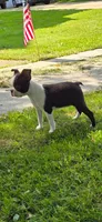 AKC. CH Sired Roxanne, a female Boston Terrier for sale in Delavan, WI – 1 of 5
