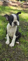AKC CH Sired Timothy, a male Boston Terrier for sale in Delavan, WI – 5 of 6