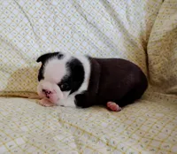 Poppy AKC CH Sired, a female Boston Terrier for sale in Delavan, WI – Photo 5 of 5