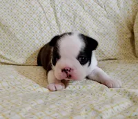 Poppy AKC CH Sired, a female Boston Terrier for sale in Delavan, WI – Photo 3 of 5