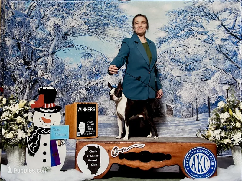 Poppy AKC CH Sired – Boston Terrier puppy for sale in Delavan, WI