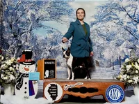 Poppy AKC CH Sired, a female Boston Terrier for sale in Delavan, WI – Photo 1 of 5