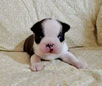 Poppy AKC CH Sired, a female Boston Terrier for sale in Delavan, WI – Photo 2 of 5