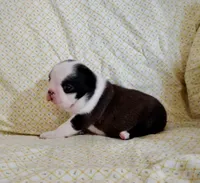 Poppy AKC CH Sired, a female Boston Terrier for sale in Delavan, WI – Photo 4 of 5