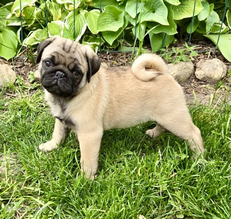 AKC Dave Champion Bloodlines , a male Pug for sale in Delavan, WI – 1 of 7