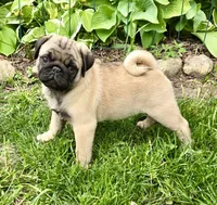 AKC Dave Champion Bloodlines , a male Pug for sale in Delavan, WI – 1 of 7