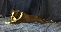 Mikie, a male Boston Terrier for sale in Delavan, WI – 3 of 8