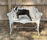 AKC. CH Sired Roxanne, a female Boston Terrier for sale in Delavan, WI – 10 of 10