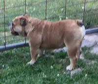 Cindy, a female English Bulldog for sale in Delavan, WI – 2 of 4