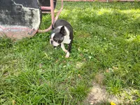 Mikie, a male Boston Terrier for sale in Delavan, WI – 7 of 8