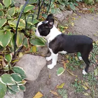 AKC Little Man, a male Boston Terrier for sale in Delavan, WI – Photo 8 of 10