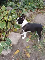 AKC Little Man, a male Boston Terrier for sale in Delavan, WI – Photo 8 of 10