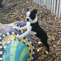 AKC Little Man, a male Boston Terrier for sale in Delavan, WI – Photo 1 of 10