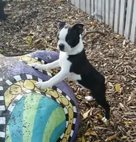 AKC Little Man, a male Boston Terrier for sale in Delavan, WI – Photo 1 of 10