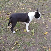 AKC Little Man, a male Boston Terrier for sale in Delavan, WI – Photo 7 of 10