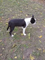 AKC Little Man, a male Boston Terrier for sale in Delavan, WI – Photo 7 of 10