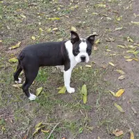 AKC Little Man, a male Boston Terrier for sale in Delavan, WI – Photo 9 of 10