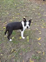 AKC Little Man, a male Boston Terrier for sale in Delavan, WI – Photo 9 of 10
