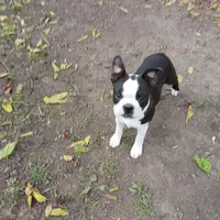 AKC Little Man, a male Boston Terrier for sale in Delavan, WI – Photo 5 of 10