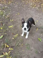 AKC Little Man, a male Boston Terrier for sale in Delavan, WI – Photo 5 of 10