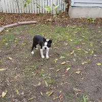 AKC Little Man, a male Boston Terrier for sale in Delavan, WI – Photo 10 of 10