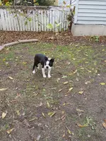 AKC Little Man, a male Boston Terrier for sale in Delavan, WI – Photo 10 of 10