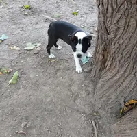 AKC Little Man, a male Boston Terrier for sale in Delavan, WI – Photo 4 of 10