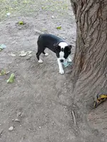 AKC Little Man, a male Boston Terrier for sale in Delavan, WI – Photo 4 of 10