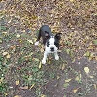 AKC Little Man, a male Boston Terrier for sale in Delavan, WI – Photo 6 of 10