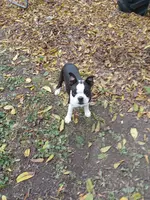 AKC Little Man, a male Boston Terrier for sale in Delavan, WI – Photo 6 of 10
