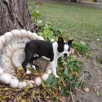 AKC Little Man, a male Boston Terrier for sale in Delavan, WI – Photo 2 of 10