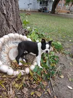 AKC Little Man, a male Boston Terrier for sale in Delavan, WI – Photo 2 of 10