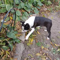 AKC Little Man, a male Boston Terrier for sale in Delavan, WI – Photo 3 of 10