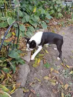 AKC Little Man, a male Boston Terrier for sale in Delavan, WI – Photo 3 of 10