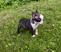 AKC Diva CH Sired , a female Boston Terrier for sale in Delavan, WI – 3 of 5