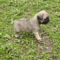 AKC Henry champion pedigree, a male Pug for sale in Delavan, WI – 3 of 5