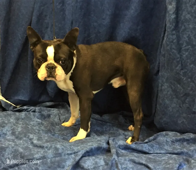 Mikie – Boston Terrier puppy for sale in Delavan, WI