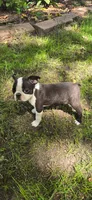 AKC CH Sired Timothy, a male Boston Terrier for sale in Delavan, WI – 3 of 6
