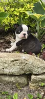 Poppy AKC CH Sired, a female Boston Terrier for sale in Delavan, WI – 3 of 10