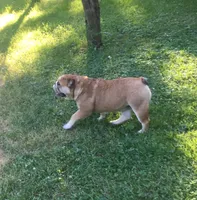 Cindy, a female English Bulldog for sale in Delavan, WI – 4 of 4