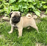 AKC Dave Champion Bloodlines , a male Pug for sale in Delavan, WI – 2 of 7