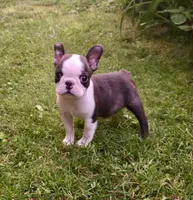AKC Cooper Champion Sired , a male Boston Terrier for sale in Delavan, WI – 3 of 6