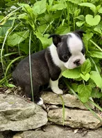 Poppy AKC CH Sired, a female Boston Terrier for sale in Delavan, WI – 8 of 10