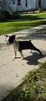 AKC. CH Sired Roxanne, a female Boston Terrier for sale in Delavan, WI – 4 of 5