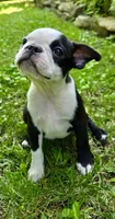 AKC. CH Sired Mary, a female Boston Terrier for sale in Delavan, WI – 2 of 7