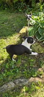 AKC. CH Sired Roxanne, a female Boston Terrier for sale in Delavan, WI – 5 of 5