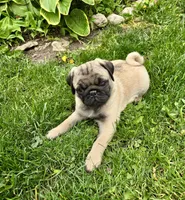 AKC Dave Champion Bloodlines , a male Pug for sale in Delavan, WI – 5 of 7